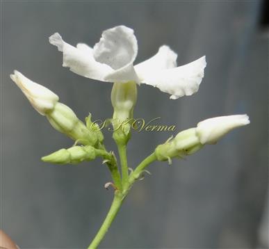   Inflorescence with flowers